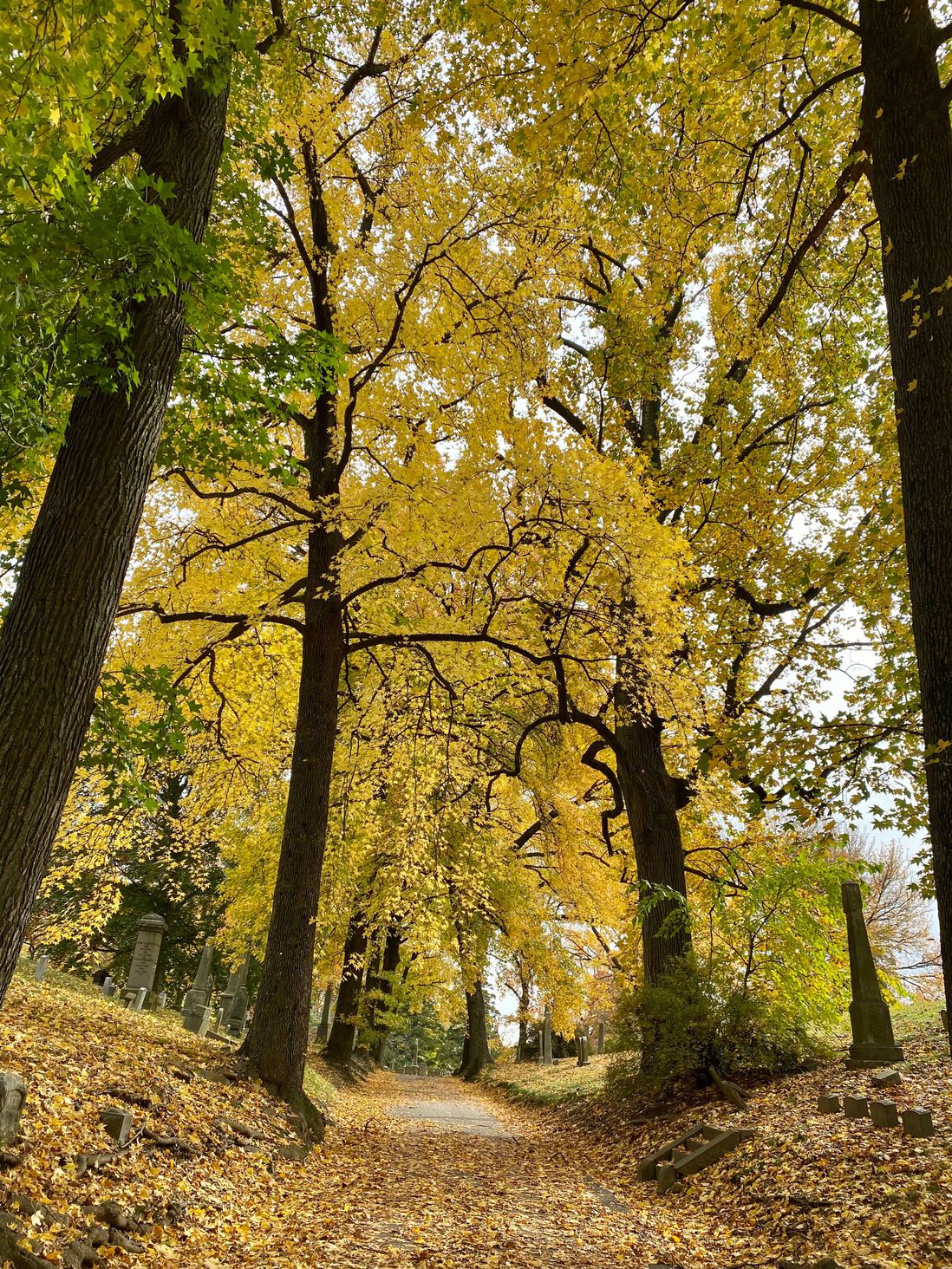 fall foliage in Green-Wood Cemetery, Brooklyn
